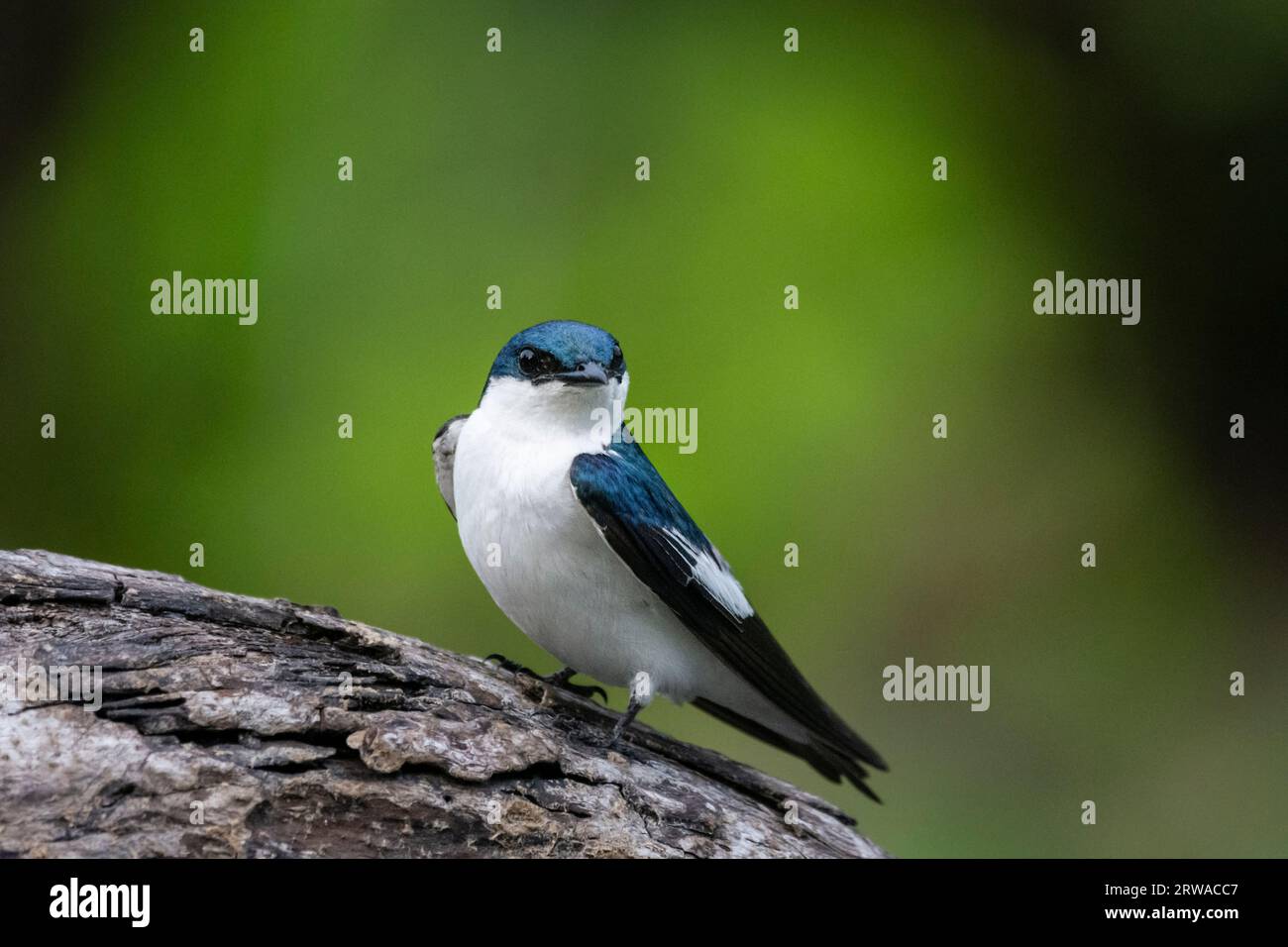 Wunderschöner Blick auf die White-Winged Swallow (Tachycineta albiventer) Stockfoto