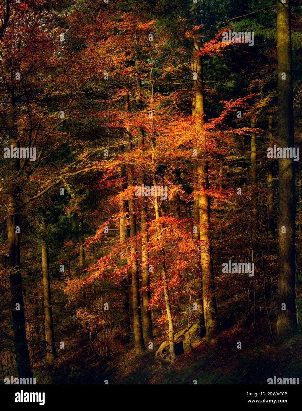 Beleuchteter Baum im warmen Abendlicht des Herbstes, der sich in dunklen Wäldern mit leuchtend oranger Farbe abhebt Stockfoto