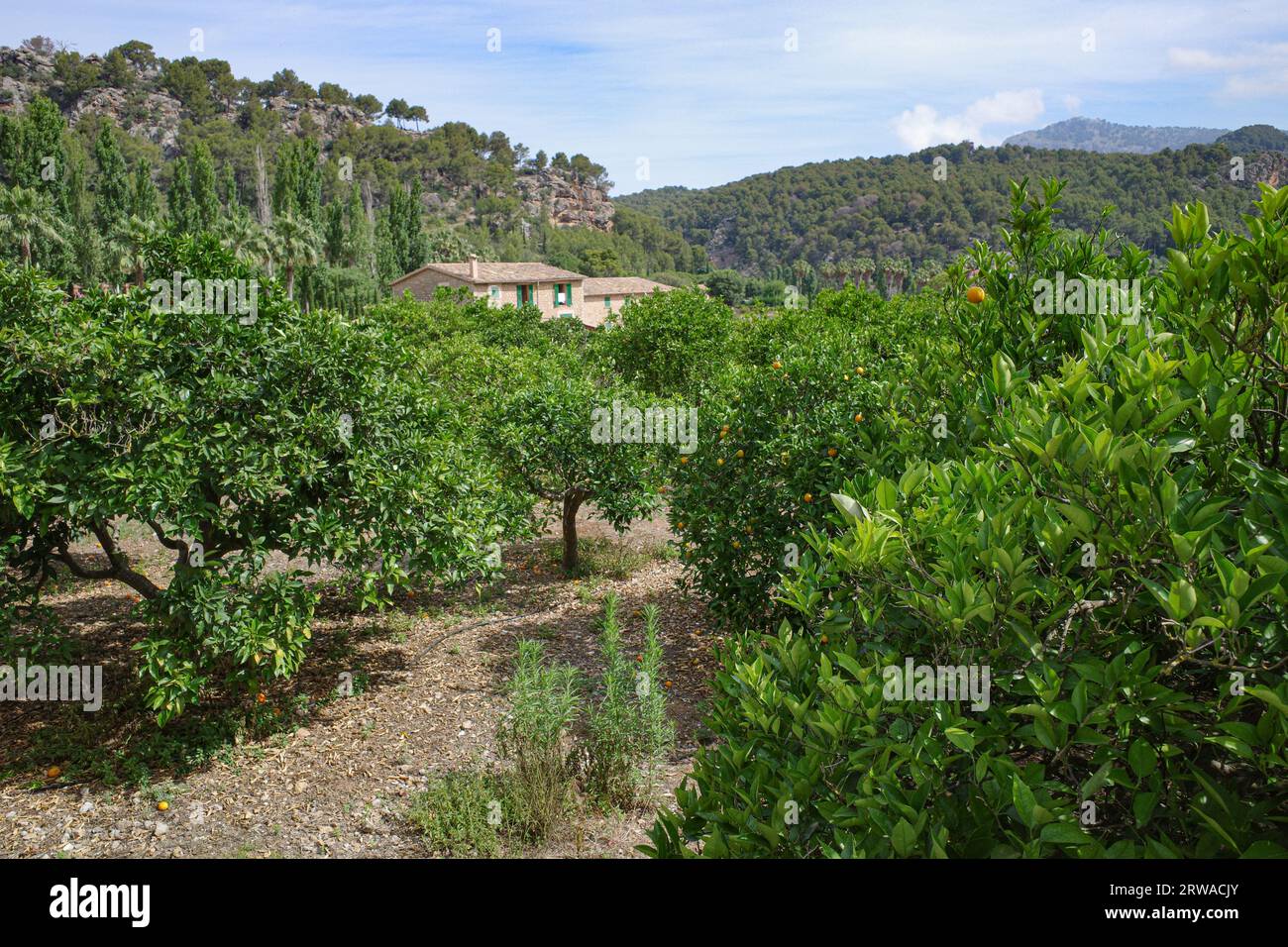 Soller, Spanien - 12. Juni 2023: Blick auf das Sollertal vom GR221 Trail. Tramuntana Mountains, Mallorca Stockfoto