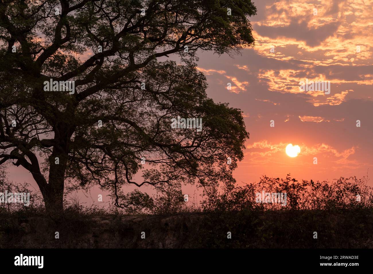 Wunderschöner Sonnenuntergang hinter rosa Trompeten am Pixaim River, Pantanal Stockfoto