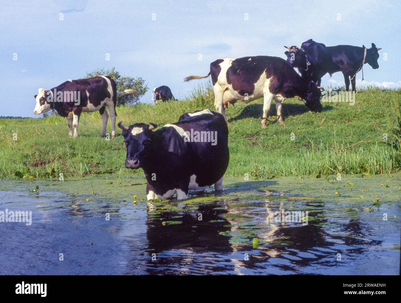 Polen, Secemin, Kühe kühlen sich in einem Fluss ab. Stockfoto