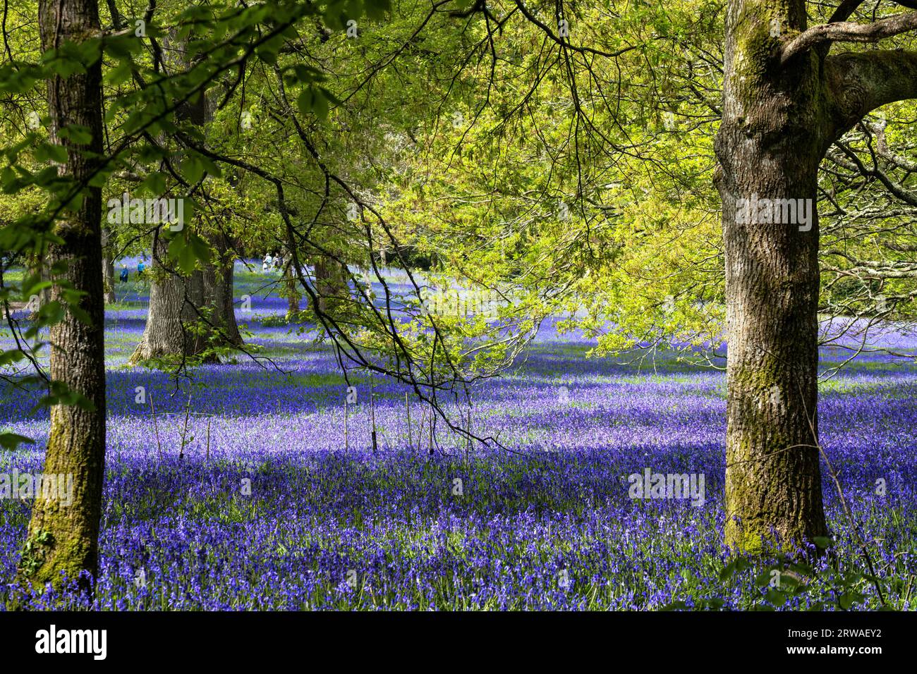 Ein Feld des Common English Bluebells Hyacinthoides ohne Schriftzug in der ruhigen Gegend; historisches Parc Lye Gebiet in Enys Gardens in Penryn in Cornwall im Vereinigten Königreich. Stockfoto