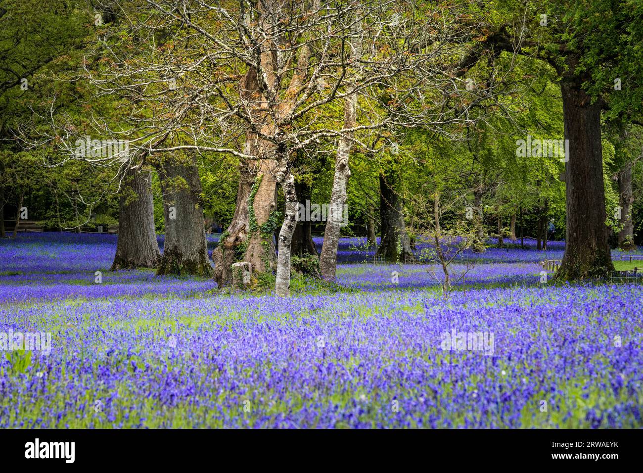 Ein Feld der Common English Bluebells Hyacinthoides non-scripta im ruhigen historischen Parc Lye in Enys Gardens in Penryn in Cornwall, Großbritannien. Stockfoto