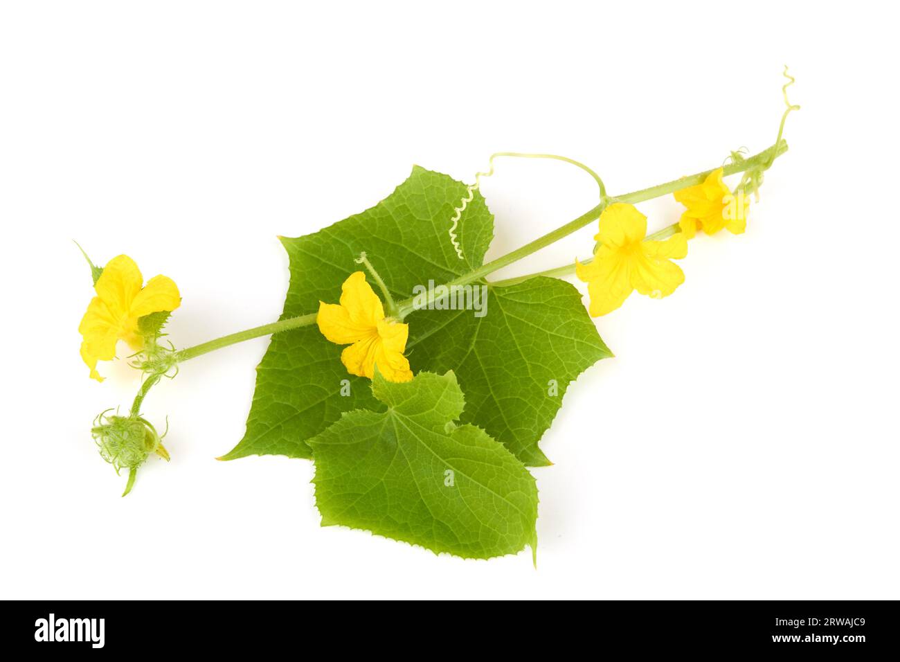 Сucumber Blätter mit Blüten auf weißem Hintergrund Stockfoto