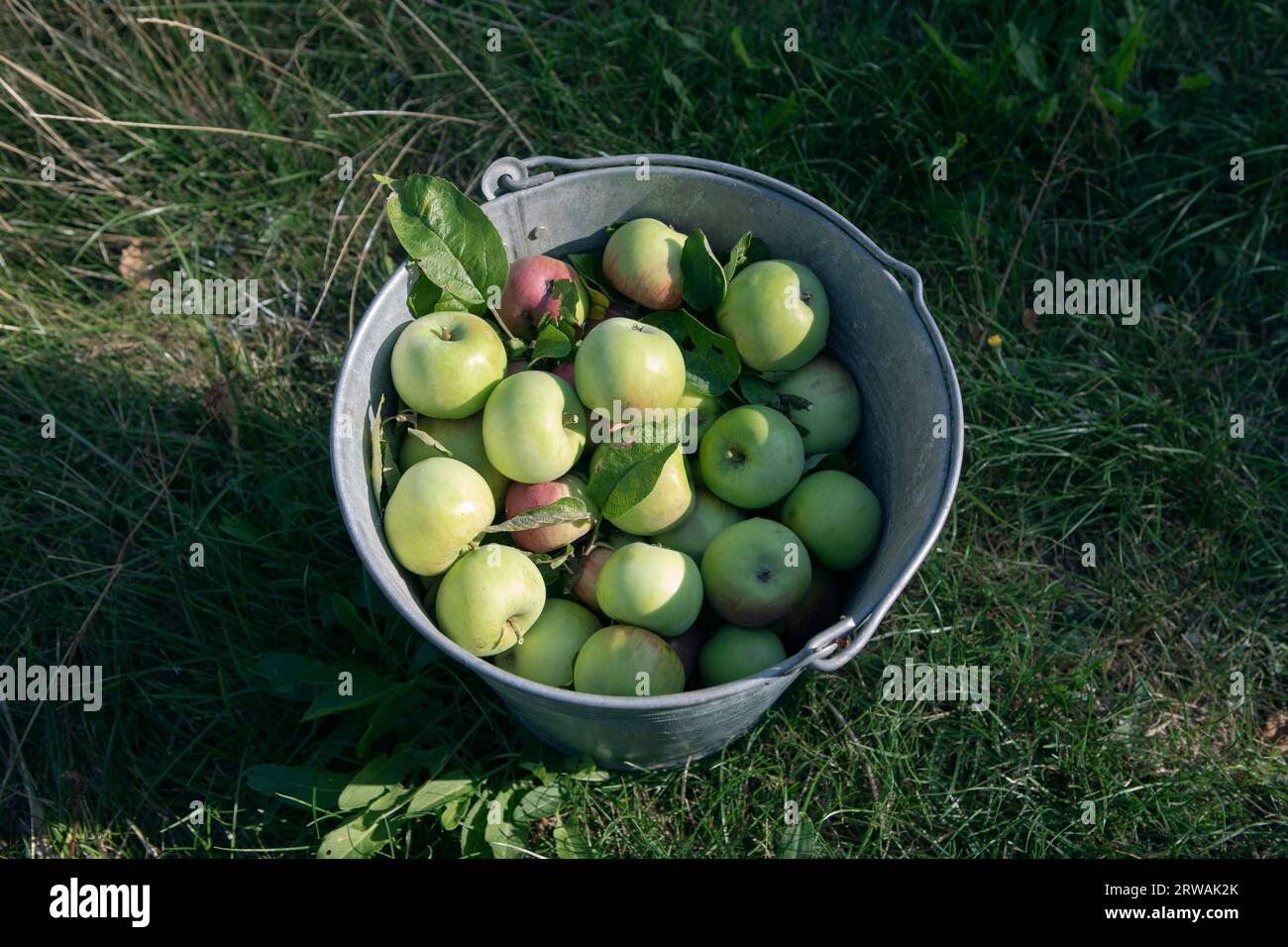 Metalleimer voller Apfelfrüchte, grüner Grashintergrund. Viele reife Äpfel im Behälter, Obsternte, Bio-Gartenkonzept, Selbstversorger Stockfoto