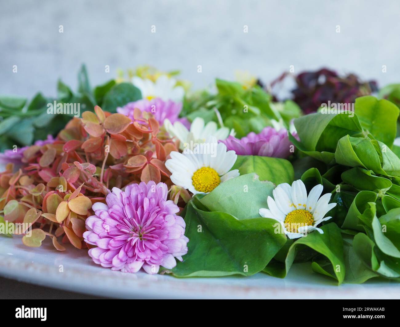 Nahaufnahme eines hübschen Salats mit essbaren Blumen und Blättern, die nahrhafte, hausgemachte, nachhaltige pflanzliche Nahrung für den Frühlings- und Sommeressen darstellen Stockfoto