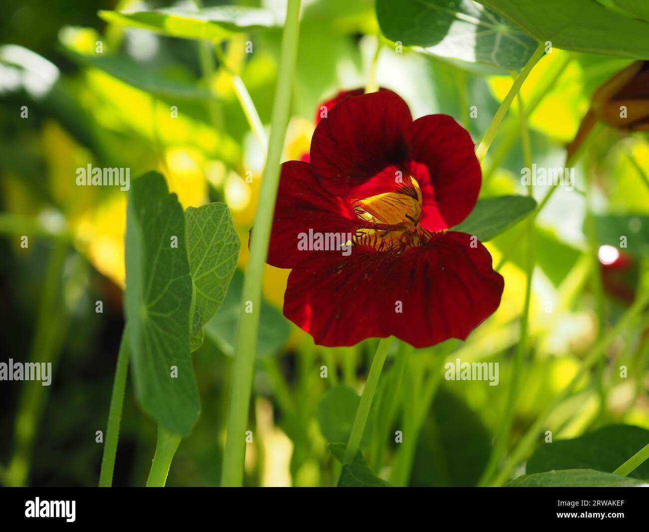 Nahaufnahme einer dunkelroten Tropaeolum minus Zwergasturtium „Black Velvet“-Jahresblume in gesäumten, sonnendurchfluteten Blättern in einem britischen Töpfergarten im Sommer Stockfoto