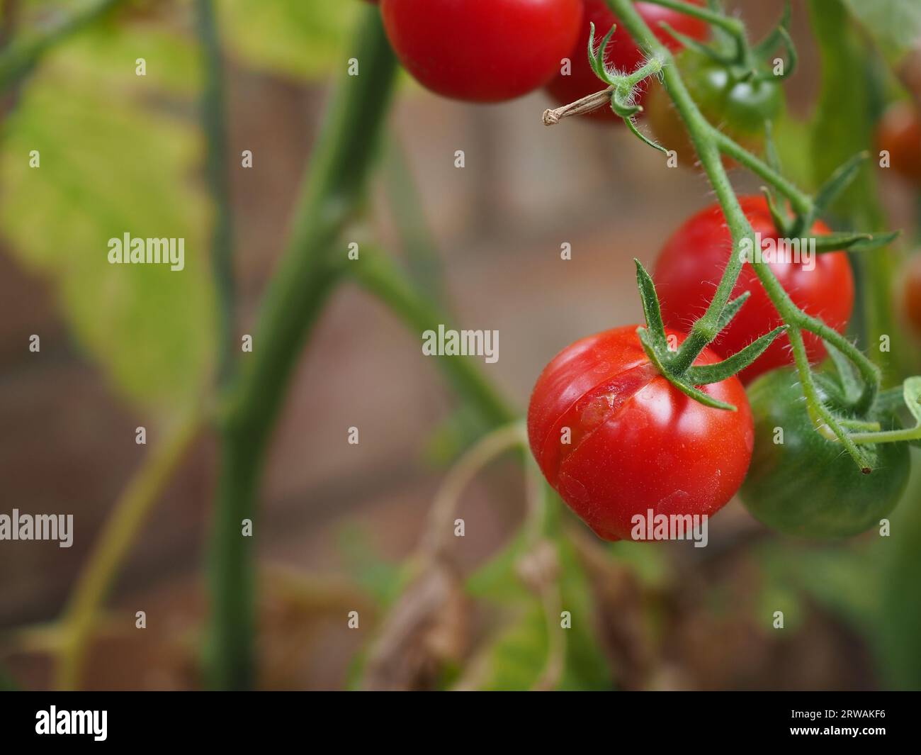 Geteilte Tomaten, die auf einer Pflanzenrebe wachsen, möglicherweise durch Übergießen, Änderungen der Bewässerung oder Temperaturschwankungen Stockfoto