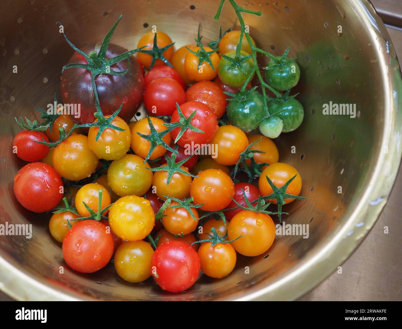 Eine bunte Mischung aus frisch aus dem Garten geernteten Tomaten in einem goldenen Sieb, die die Sorten Gardener's Delight, Sungold und Black Russian zeigen Stockfoto