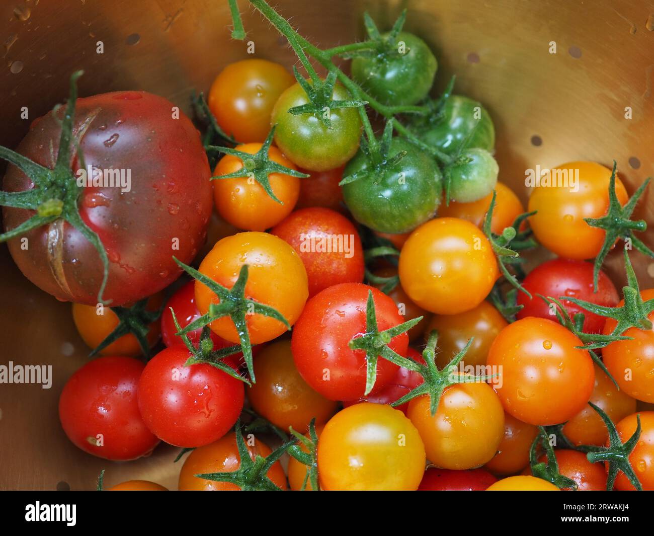 Nahaufnahme einer Auswahl kleiner, farbenfroher Tomaten aus dem Garten - Black Russian, Sungold und Gardener's Delight Sorten Stockfoto