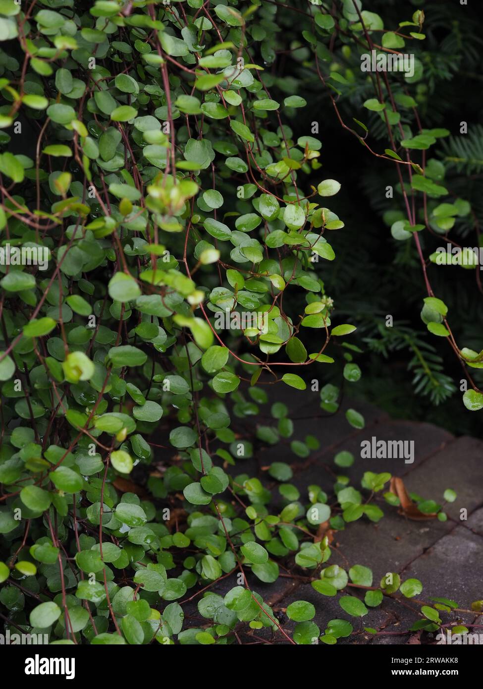 Nahaufnahme von Mühlenbeckia complexa „Minero“ (Maidenhaarrebe), einem nachlaufenden und kletternden Topffüller, der wegen seines Laubs aus kleinen dunkelgrünen Blättern angebaut wird Stockfoto