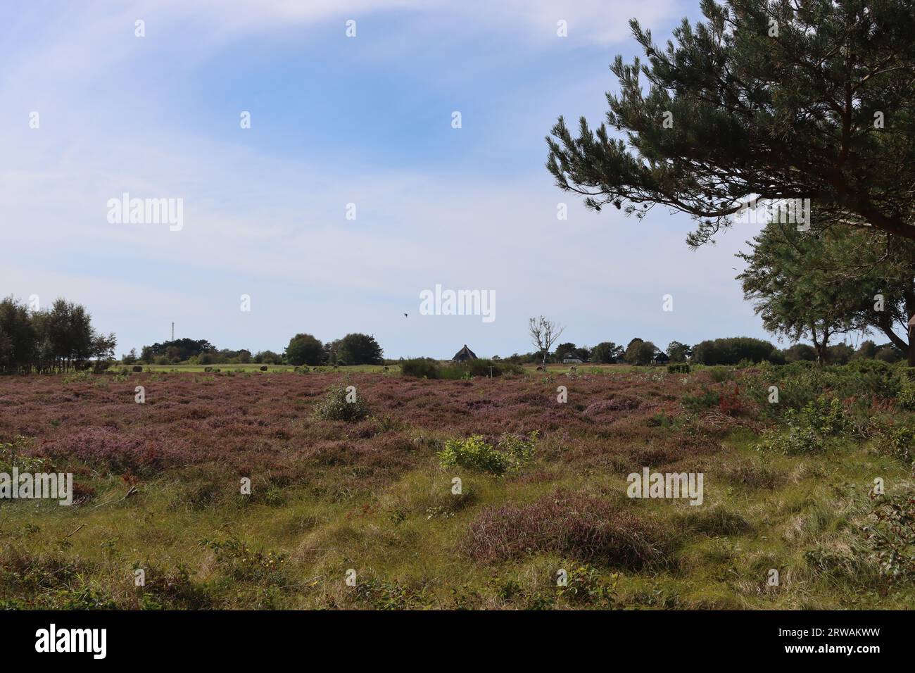 Heidelandschaft auf der Ostseeinsel Hiddensee Stockfoto