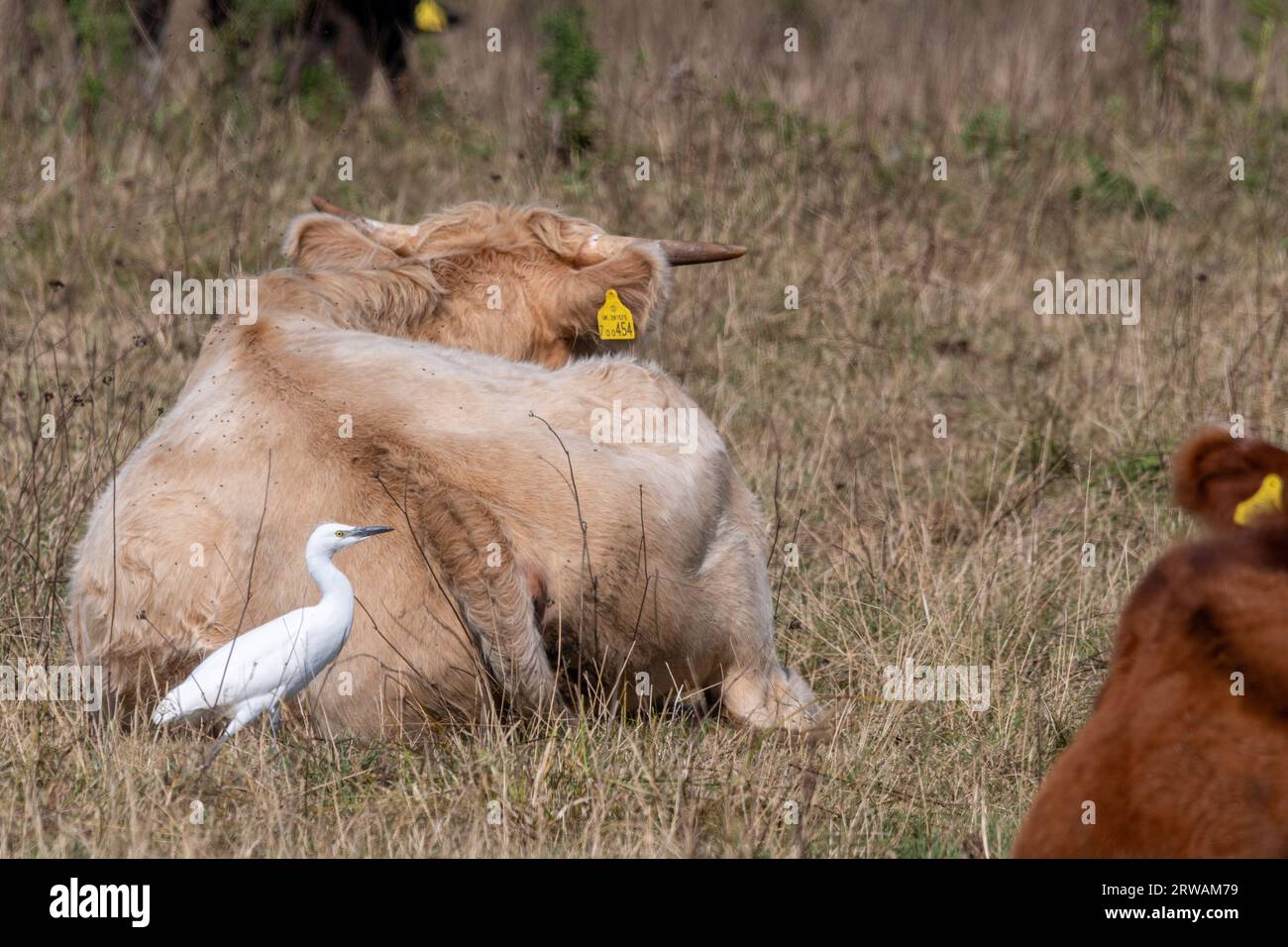 Rindereiher (Bubulcus ibis) typisches Verhalten bei der Fütterung wirbelloser Kühe, Farlington Marshes Nature Reserve, Hampshire, England, Vereinigtes Königreich Stockfoto