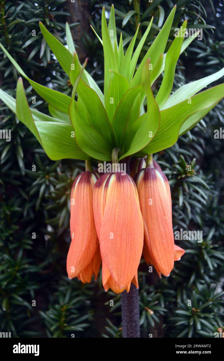 Single Orange Crown Imperial Fritillary (Fritillaria Imperialis) angebaut in einer Blumengrenze bei RHS Garden Harlow Carr, Harrogate, Yorkshire, England, Vereinigtes Königreich Stockfoto