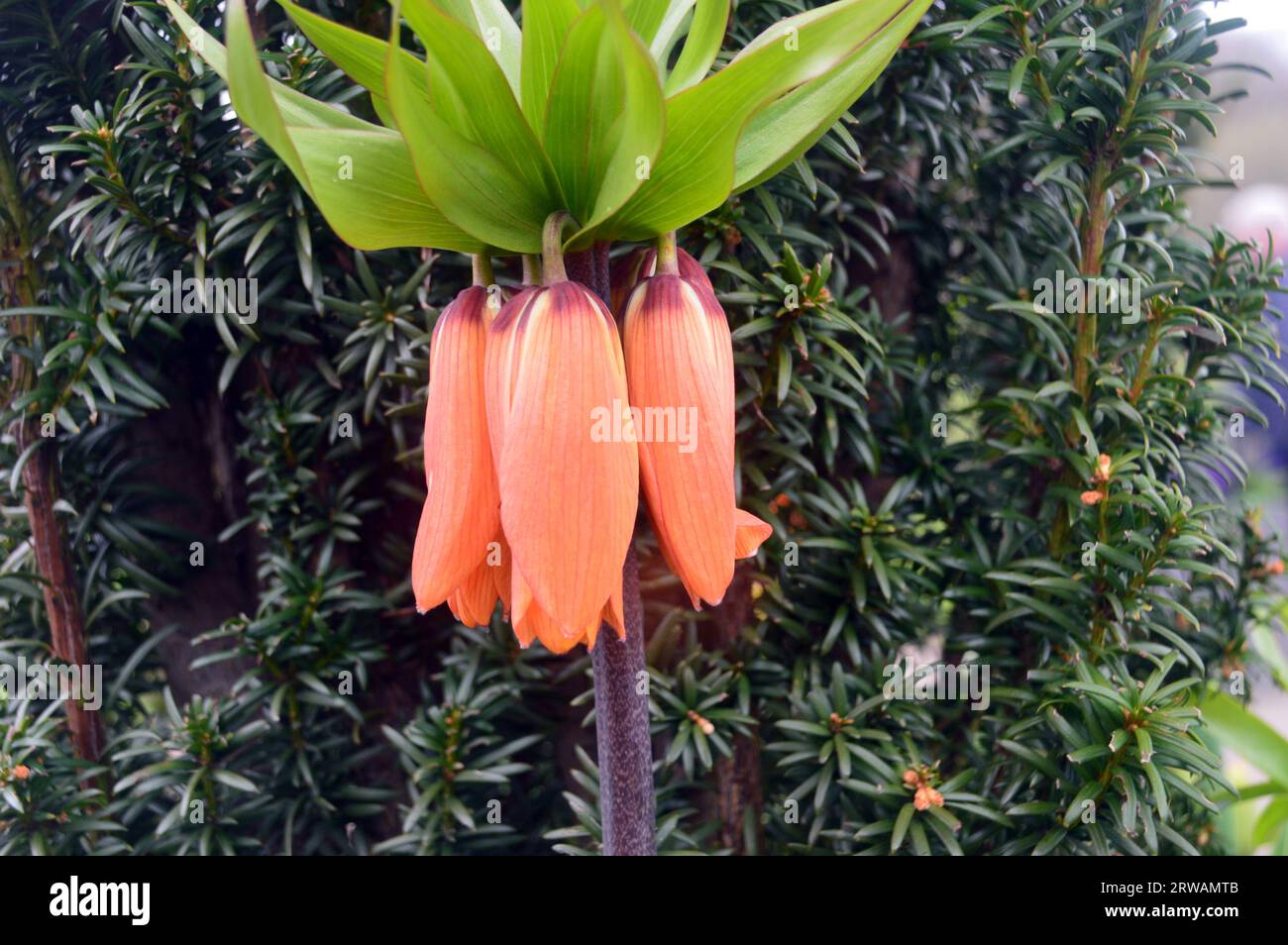 Single Orange Crown Imperial Fritillary (Fritillaria Imperialis) angebaut in einer Blumengrenze bei RHS Garden Harlow Carr, Harrogate, Yorkshire, England, Vereinigtes Königreich Stockfoto