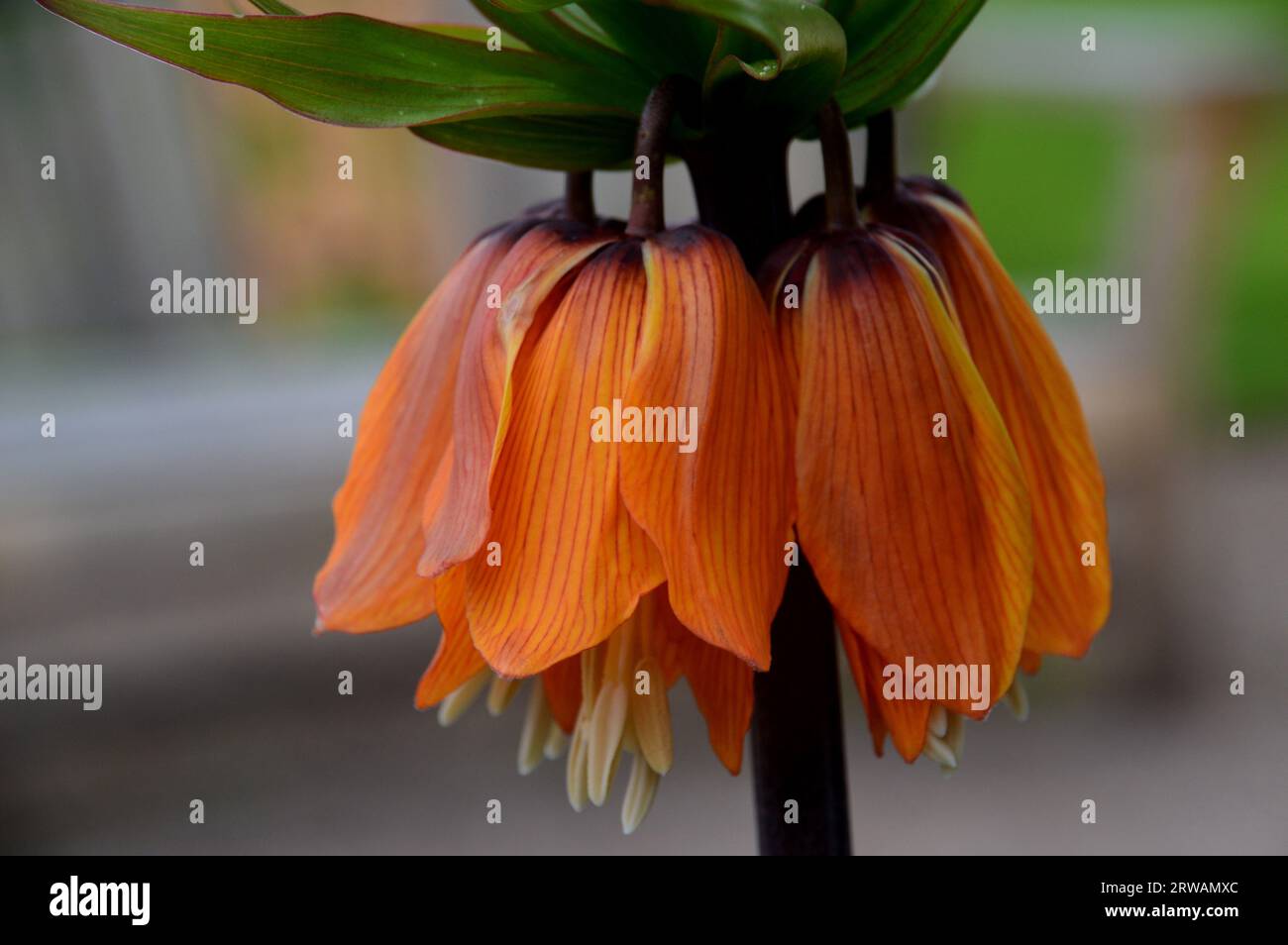 Single Orange Crown Imperial Fritillary (Fritillaria Imperialis) angebaut in einer Blumengrenze bei RHS Garden Harlow Carr, Harrogate, Yorkshire, England, Vereinigtes Königreich Stockfoto