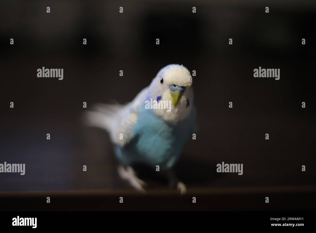 Wunderschöner blauer Papageiensittich, der zu Hause auf dem Tisch sitzt Stockfoto