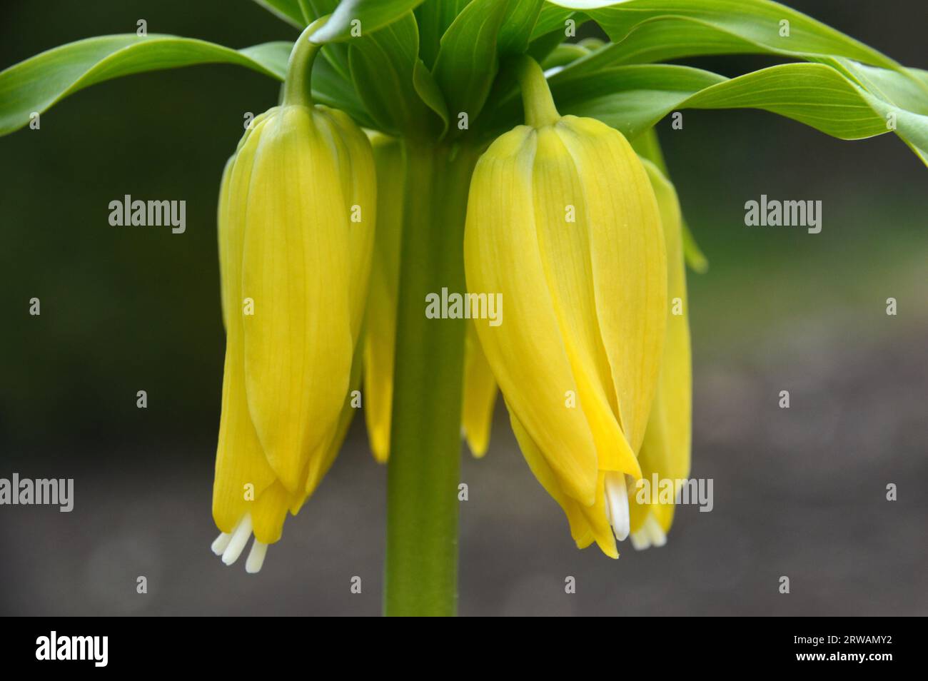 Single Yellow Crown Imperial Fritillary (Fritillaria Imperialis) angebaut in einer Blumengrenze bei RHS Garden Harlow Carr, Harrogate, Yorkshire, England, Vereinigtes Königreich Stockfoto