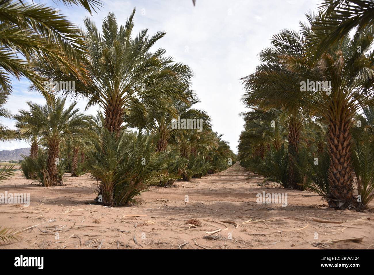 Yuma, AZ USA. 14.03.2023. Martha’s Gardens Medjool Date Farm wurde 1990 von Nels Rogers und seiner Frau Martha gegründet. Stockfoto