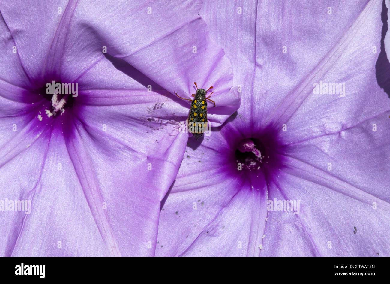 Die lunate Blister Käfer können in der Saison bei gutem Regen und vielen auffälligen Blumen in großer Zahl sichtbar werden. Stockfoto