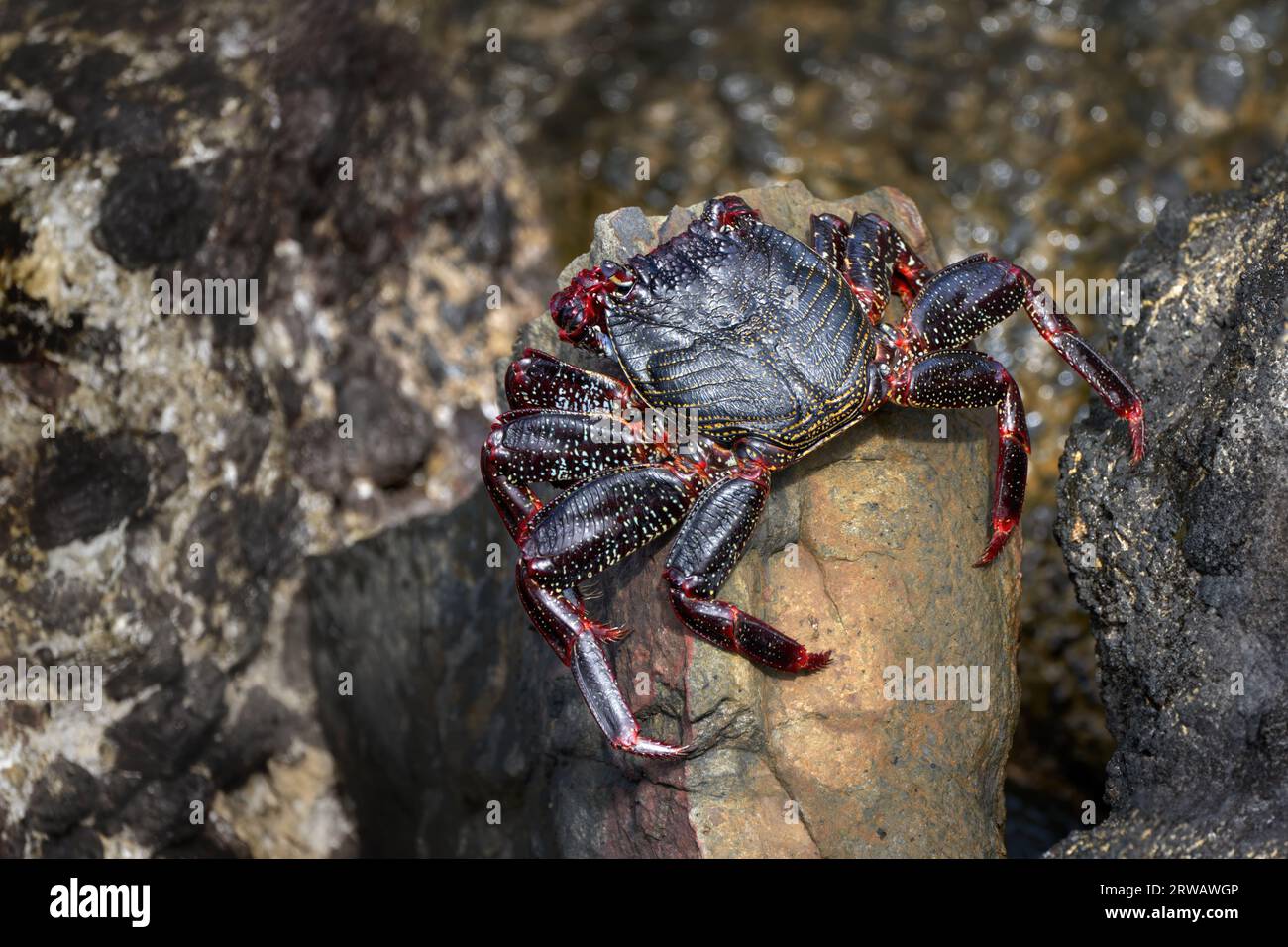 Atlantische rote Steinkrabbe (Grapsus adscensionis) Jungtier mit Beginn rot auf einem Stein zu werden - Fuerteventura Stockfoto