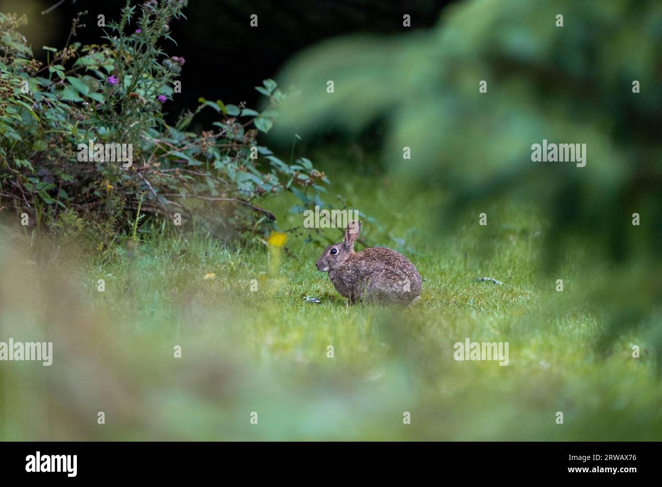 Europäisches Kaninchen (Oryctolagus cuniculus) saß in einem Grasfeld/Garten, umgeben von Bramble-Büschen und Bäumen, in Sheffield, Großbritannien. Stockfoto