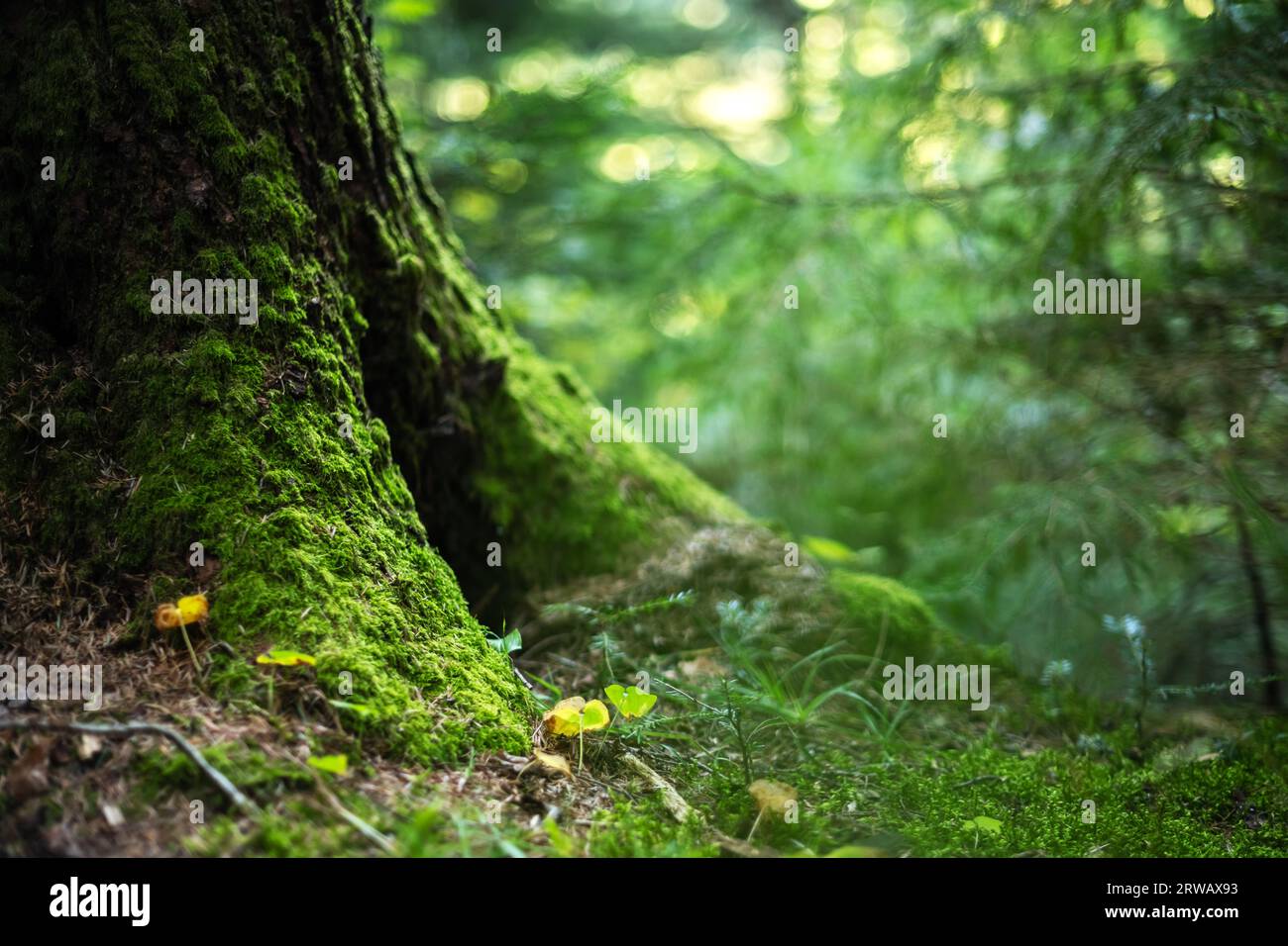 Naturhintergrund mit grünem Moos, das an den Wurzeln eines alten Baumstammes in einem Wald wächst Stockfoto