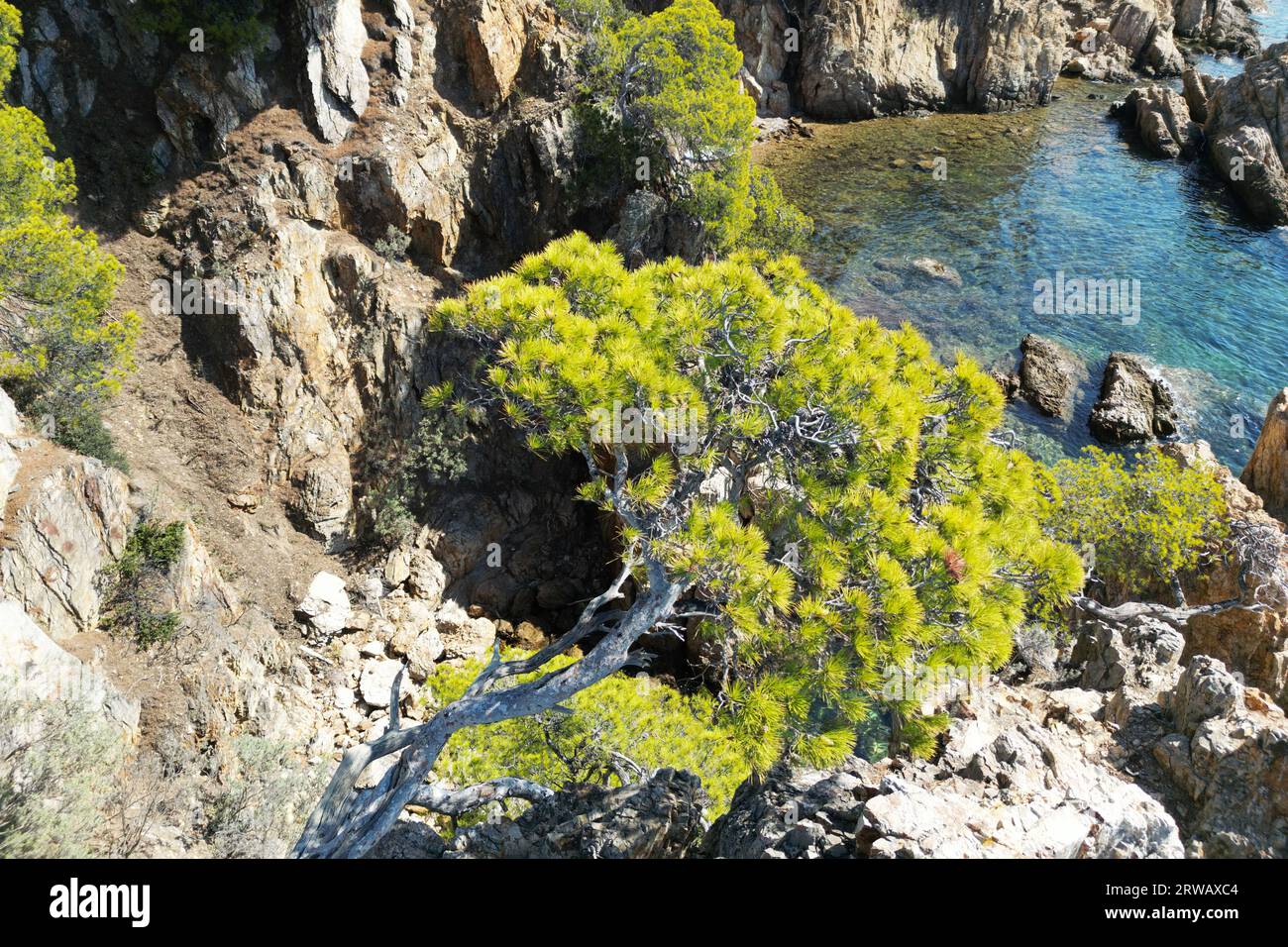 Drohnenfoto einer Korkeiche, die sich an der felsigen Klippe in Südfrankreich festhält. Stockfoto