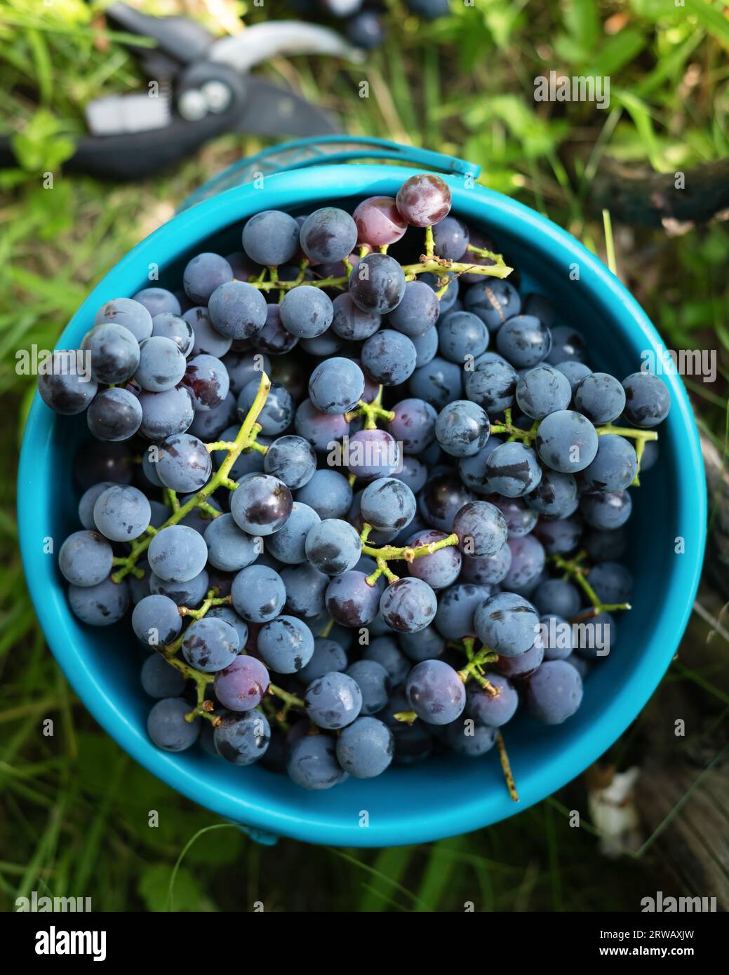 Trauben mit frischen blauen Trauben in einem Eimer im Weinberg. Weinbau- und Weinbaukonzept Stockfoto