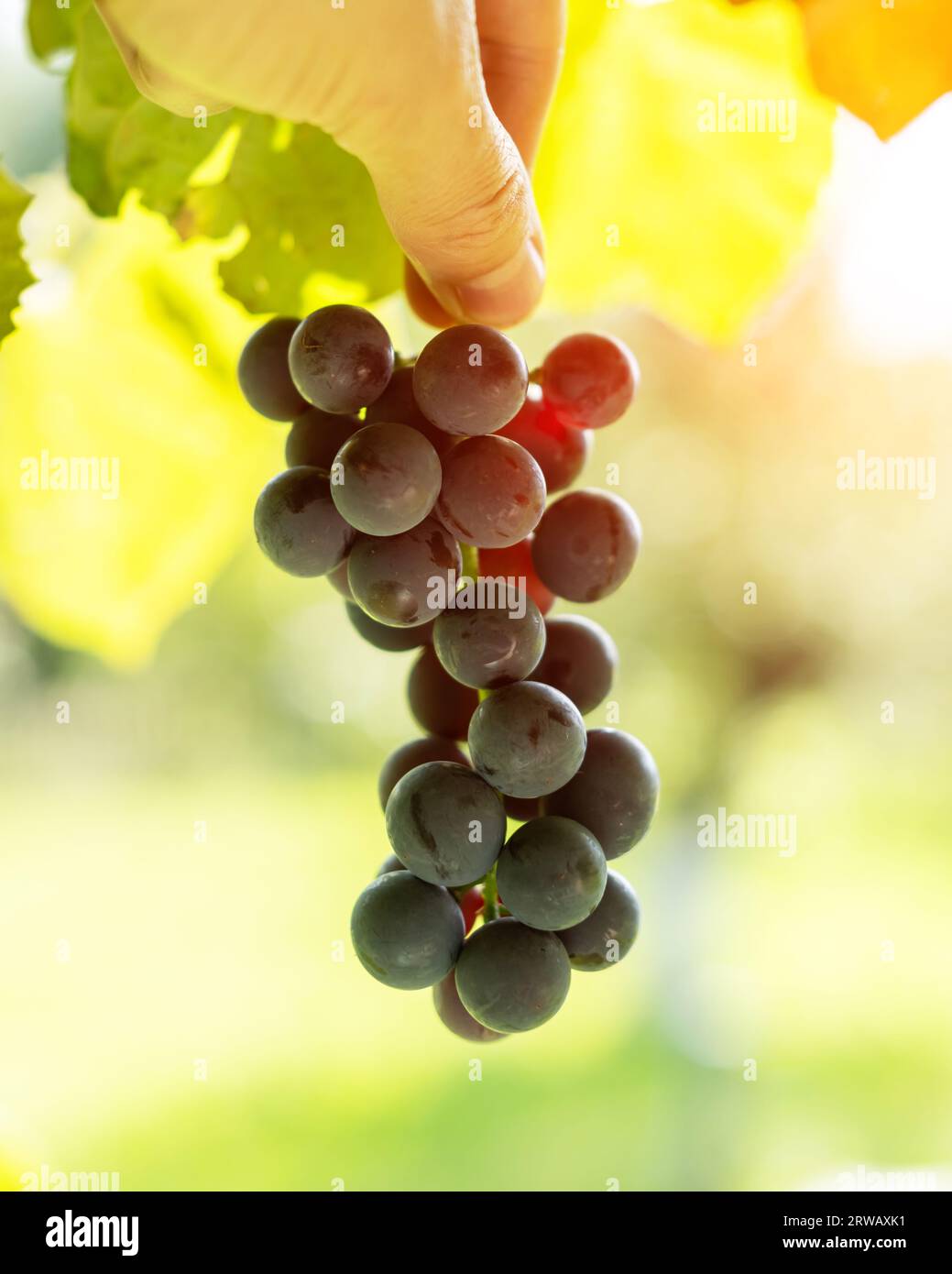 Eine frische blaue Traube in der Hand auf sonnigem Hintergrund. Weinbau- und Weinbaukonzept Stockfoto