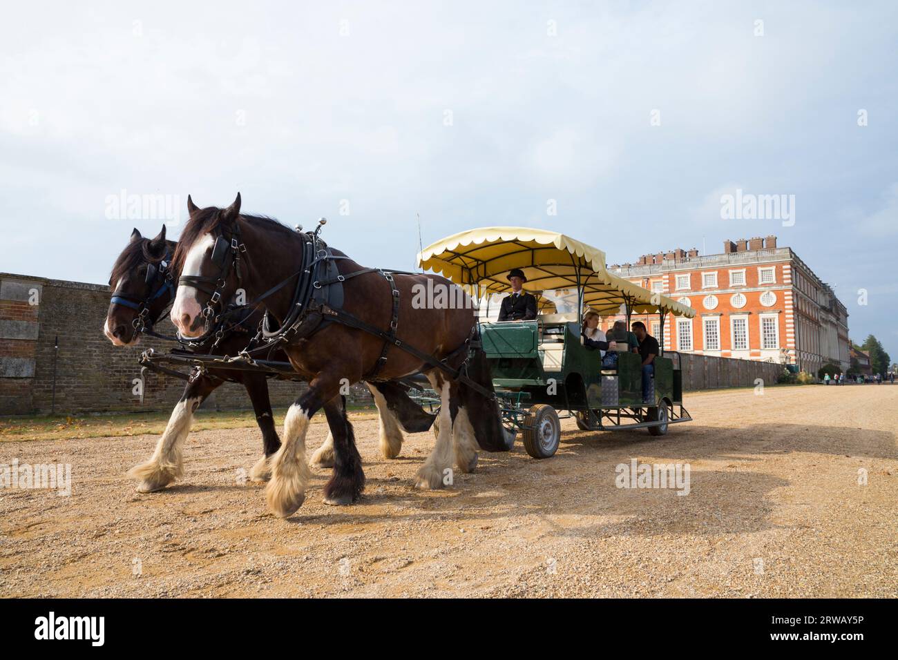 Ein Paar Shire-Pferde, die eine Kutschtouristengruppe von Touristen um das Gelände ziehen (Sir Christopher Wren's Südfront ist im Hintergrund) Hampton Court Palace, London UK (135). Stockfoto