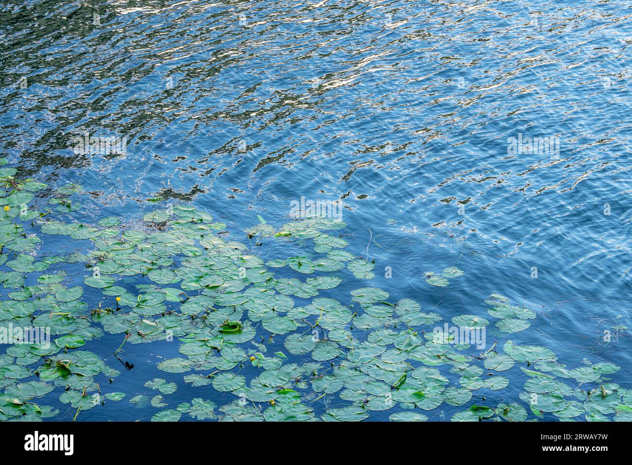 Wasser Lilys in der Saone in Lyon, Frankreich. Stockfoto
