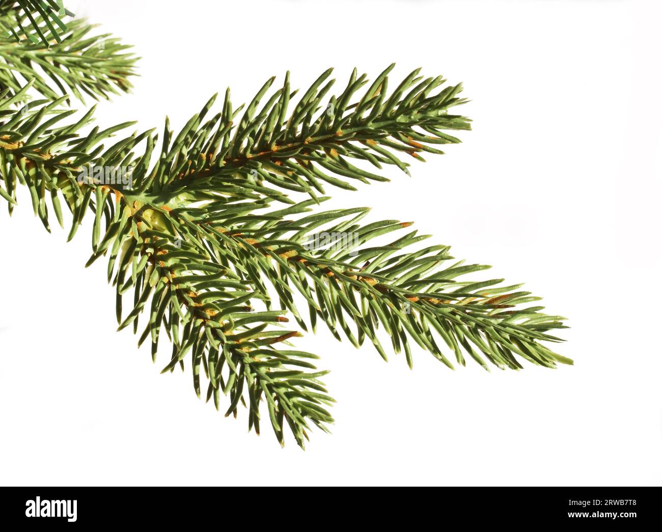 Weihnachtsbaumzweig, Tannenzweig, Fichte, Kiefernzweig isoliert auf weißem Hintergrund Stockfoto