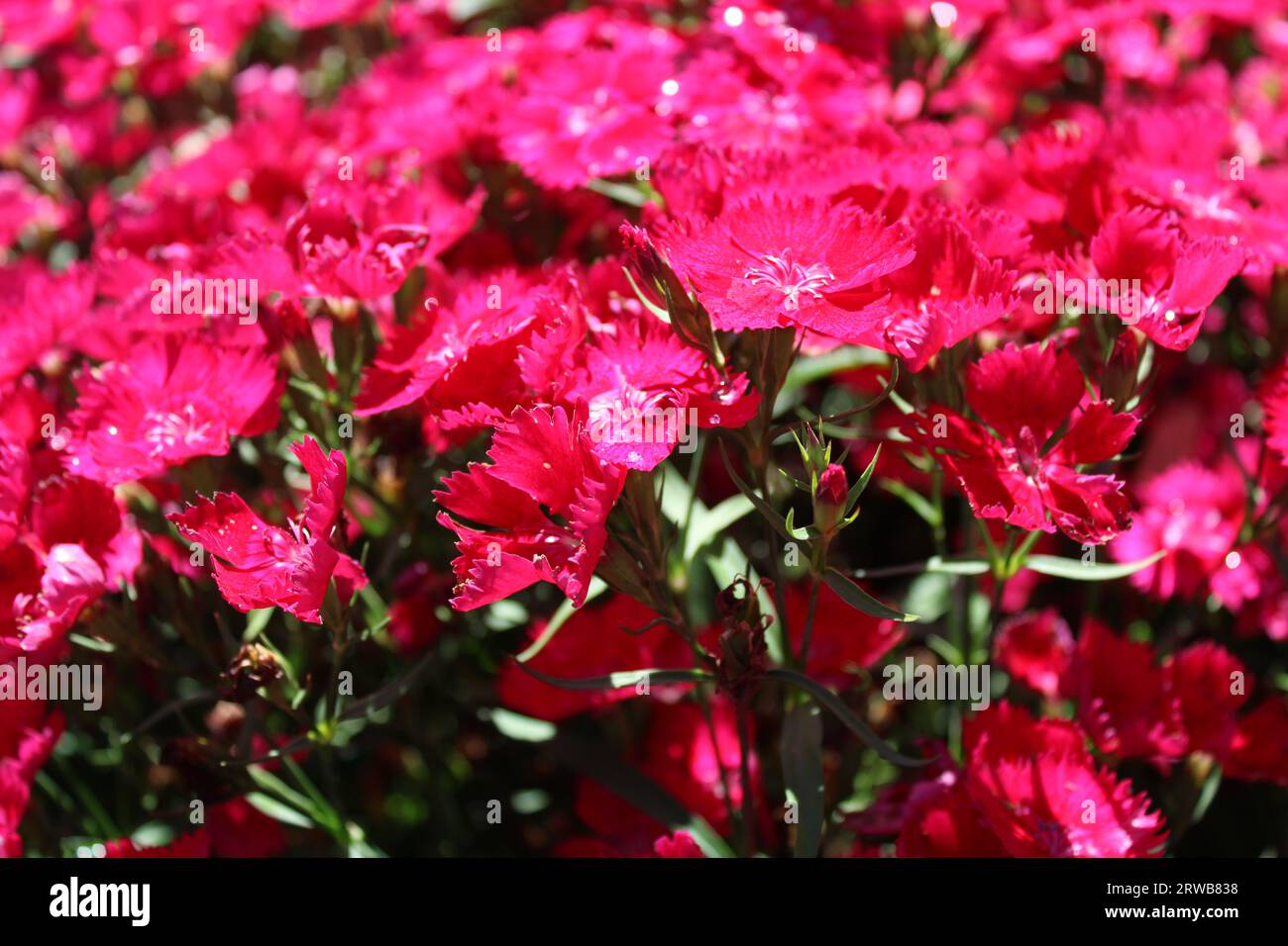 Toowoomba Karneval der Blumen 2023 Stockfoto