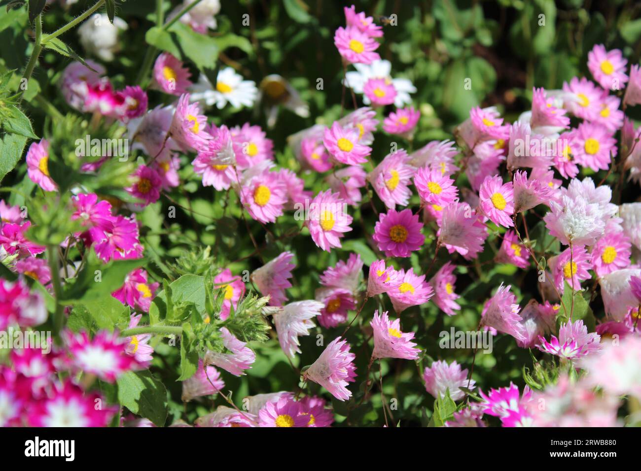 Toowoomba Karneval der Blumen 2023 Stockfoto