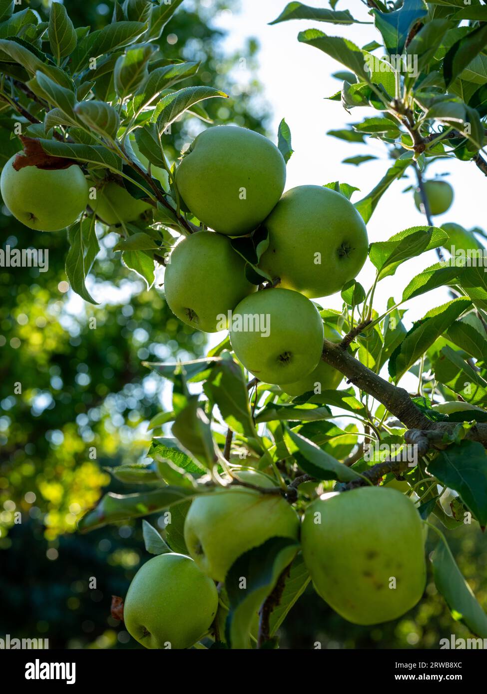 Äpfel hängen im Sommer an einem Baum. Stockfoto