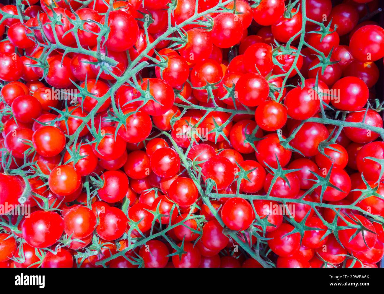 Nahaufnahme von bunten kirschroten Tomaten auf der Rebe Stockfoto