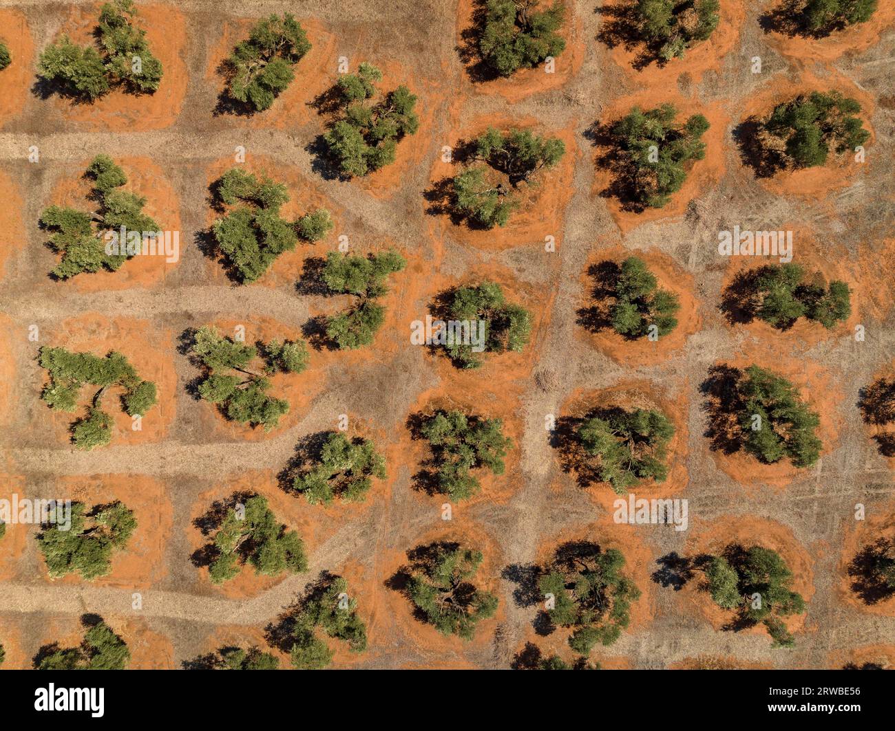 Luftaufnahme der Olivenfelder in der Nähe von Las Navas de Tolosa (Jaén, Andalusien, Spanien) ESP: Vista aérea cenital de campos de olivos cerca de las Stockfoto