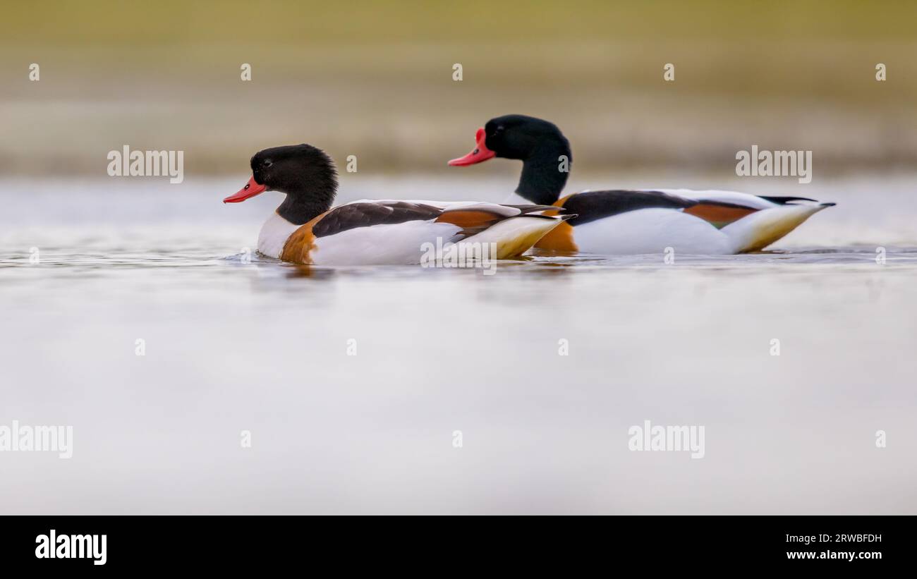 Ein paar gewöhnliche Herde (Tadorna tadorna), die im Wasser des Feuchtgebiets schwimmen. Enten im natürlichen Sumpfgebiet. Naturlandschaft in Europa. Neth Stockfoto