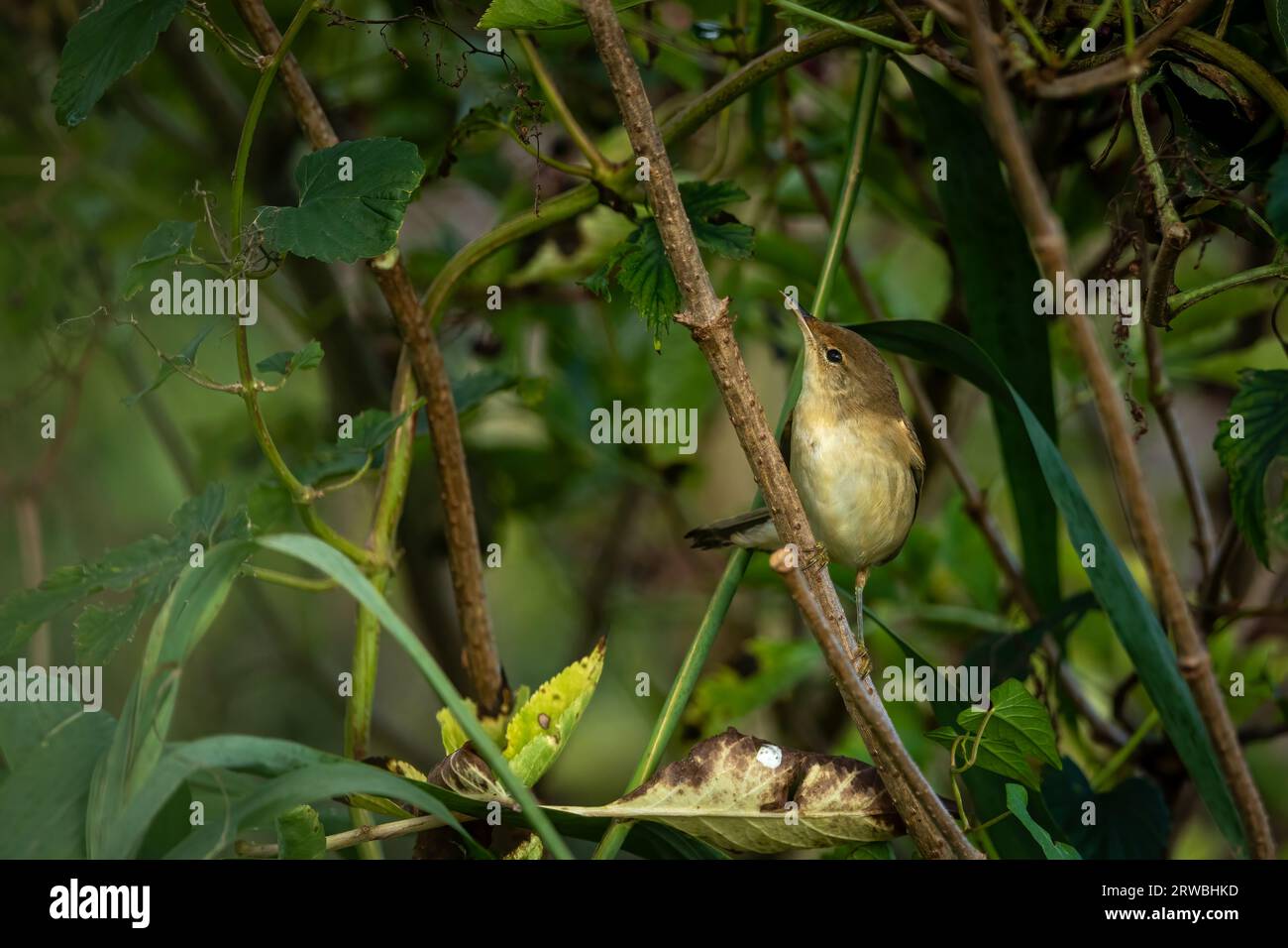 Ein Marsh Warbler in freier Wildbahn Stockfoto