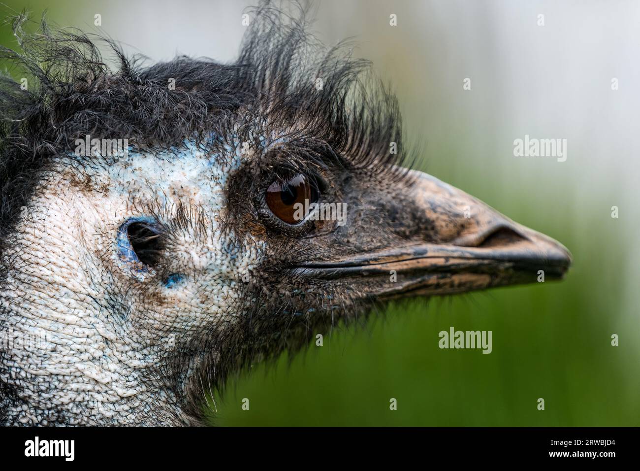 Nahaufnahme von Kopf und Auge der wwu (Dromaius novaehollandiae), Bird Garden, Schottland, Oxton, Schottland, UK Stockfoto