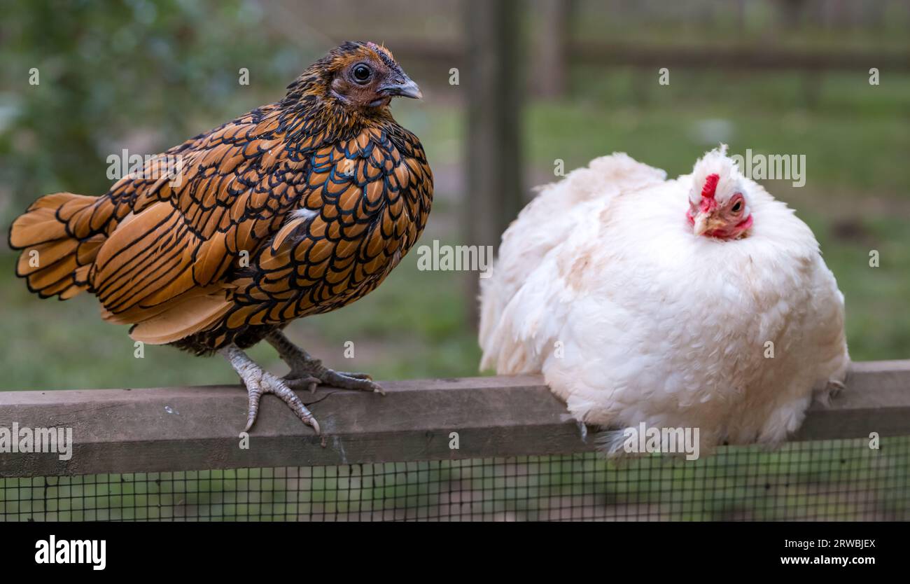 Golden Sebright und birmanische Hühnerbantams, Bird Garden, Schottland, Oxton, Schottland, UK Stockfoto