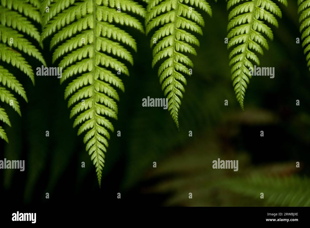 Farnblätter im Wald von La Palma, Kanarische Inseln Stockfoto