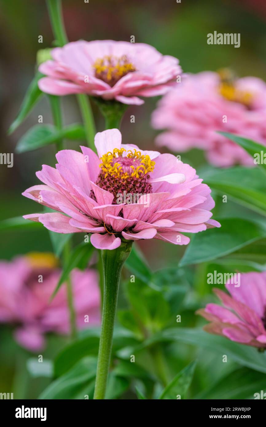 Zinnia elegans Super Yoga Rose, Super Yoga Serie, dunkelgrünes Laub, rosafarbene Blumen, Spätsommer Stockfoto