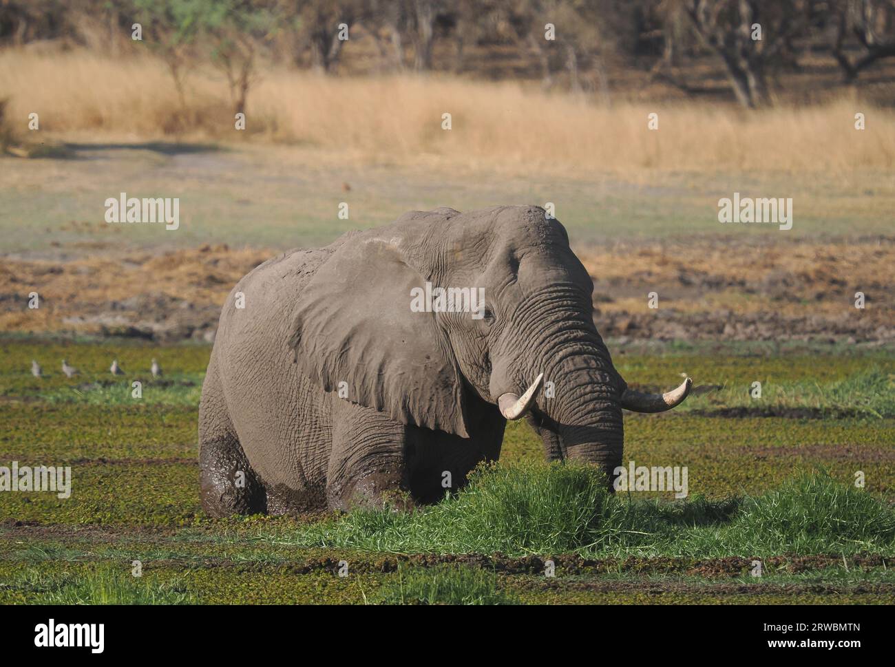 Stier Afrikanischer Elefant, der sich Mitte September in einem der wenigen noch vorhandenen Wasserlöcher im Okavango-Delta ernährt. Stockfoto