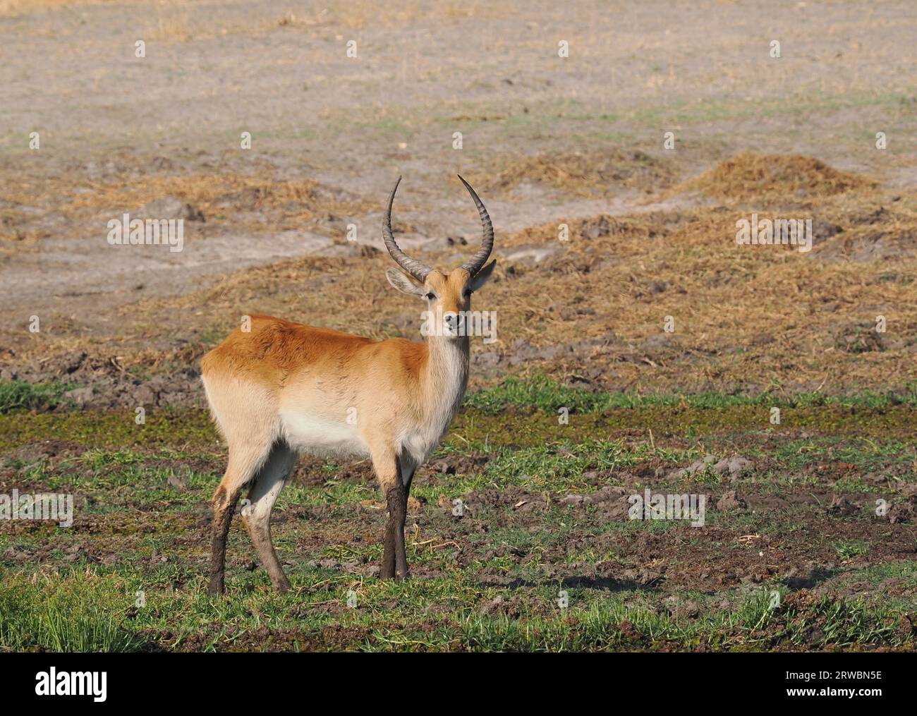 Der rote Lechwe stammt aus dem südlichen Afrika und lebt und ernährt sich in sumpfigen, flachen Feuchtgebieten. Stockfoto