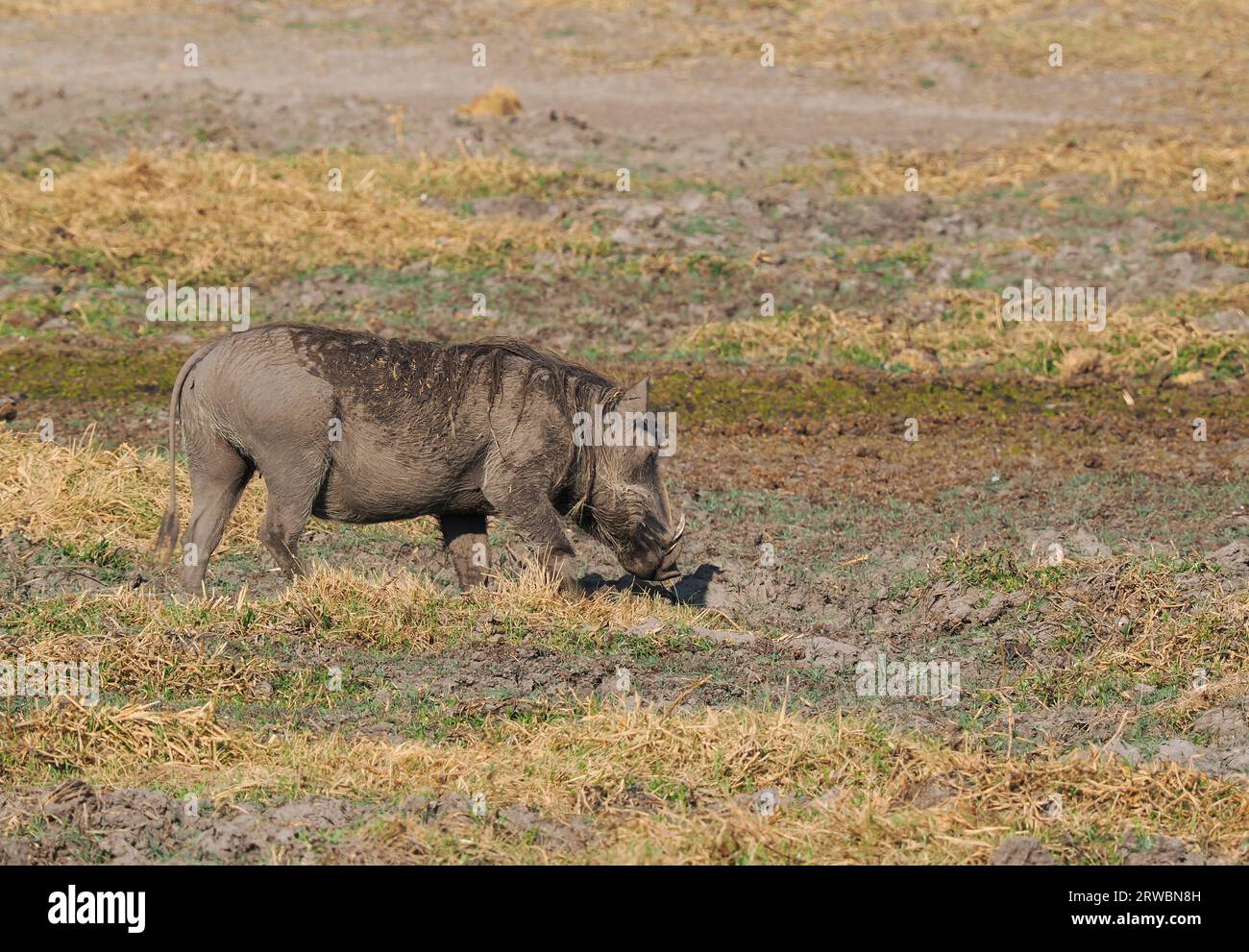 Warzenschweine haben Pads auf den Knien, die sie beim Füttern verwenden. Stockfoto