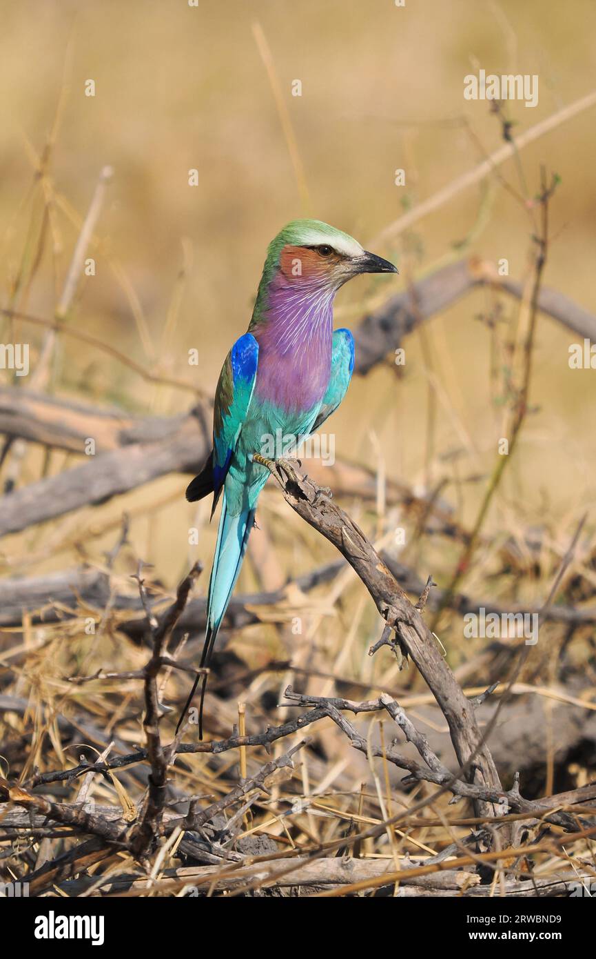 Dieser atemberaubende Vogel ist häufig im Okavango Delta, wo er auf der Suche nach Beute ist, die angegriffen und verzehrt werden kann. Stockfoto