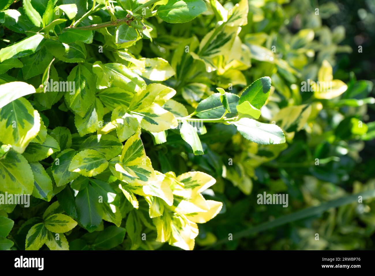 thyme herb plant Survival Garden Seeds - 2 Packets of Thyme Seed main image 0