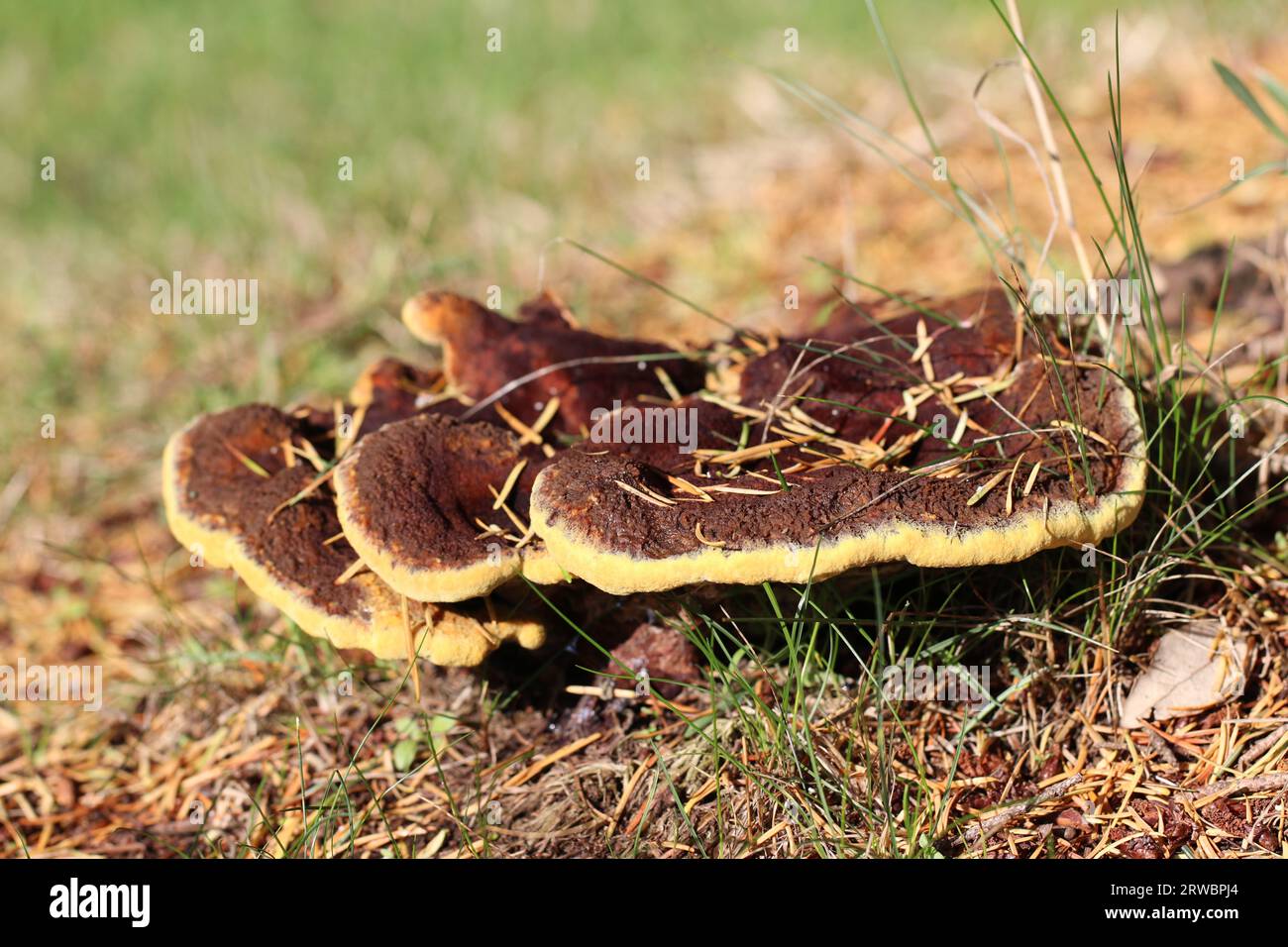 Der Dyer's Mazegill, Phaeolus schweinitzii. Der gebräuchliche Name ist auf seine Verwendung beim Färben von gelben, orangen und braunen Garnen zurückzuführen Stockfoto